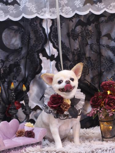 20231017ソックスくん